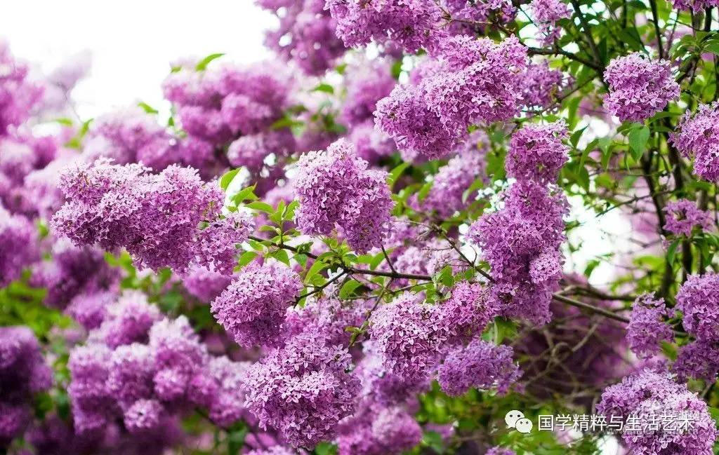 一片片花瓣 拂过脸颊 你听见 丁香 一瓣瓣笑声 缘来缘去 何不随喜