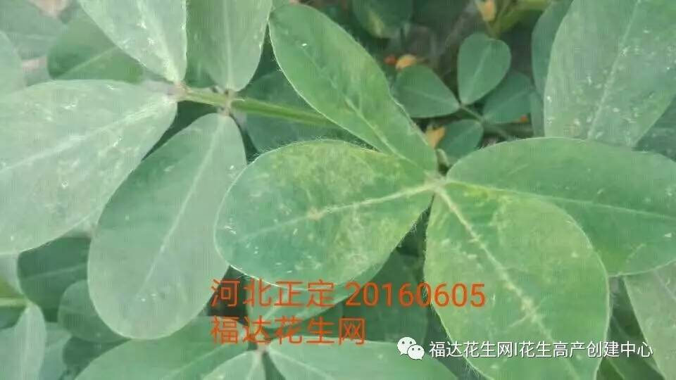 花生蓟马来袭蓟马叶片畸形失绿和除草剂药害有啥不同