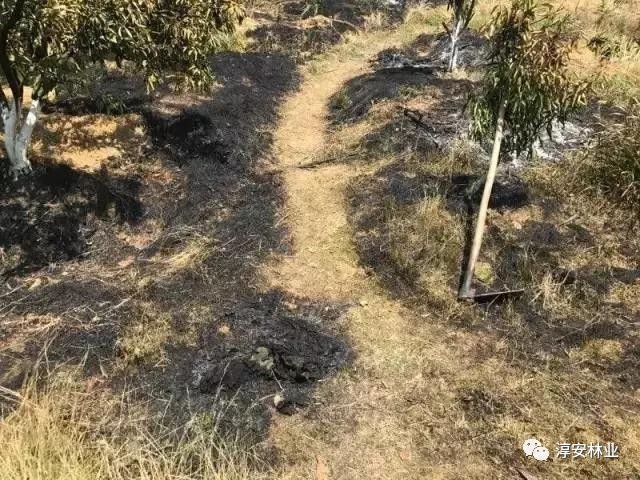 首期"森林民警讲坛"开讲|林间烧旧衣引发森林火灾被拘留10日,悔～悔