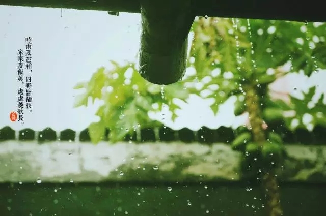 芒种:梅子黄时雨,榴花照眼明