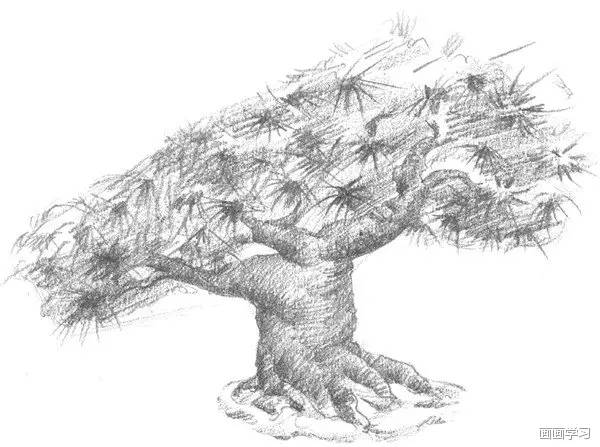 用坚硬的铅笔画出松树的松枝,整体调整,这样松树就画完了.
