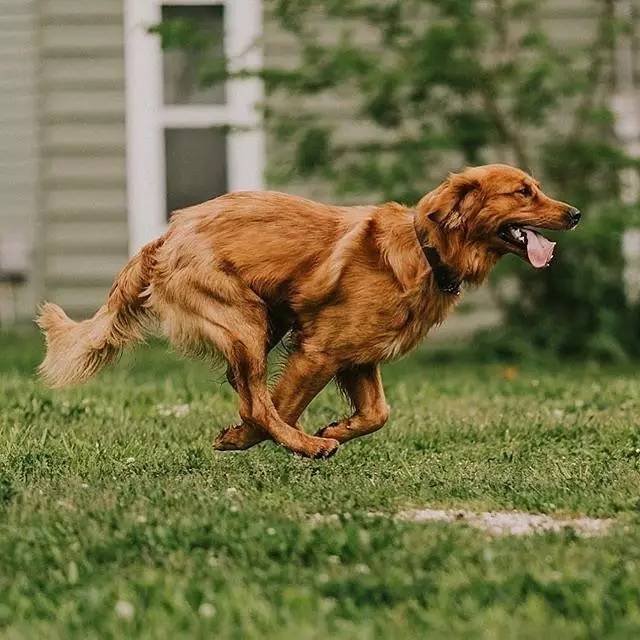 爱犬异食癖如何改善？