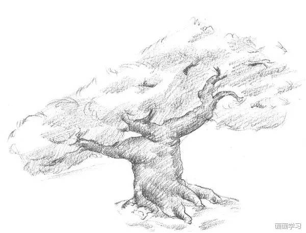 用坚硬的铅笔画出松树的松枝,整体调整,这样松树就画完了 03 素描