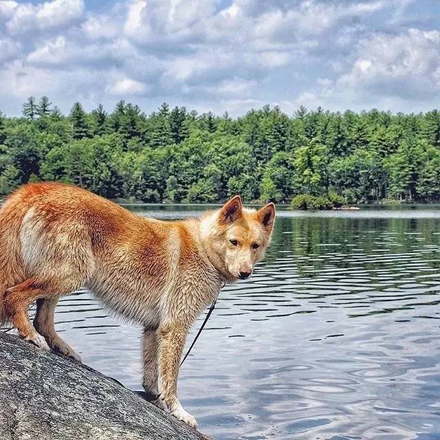 爱犬异食癖如何改善？