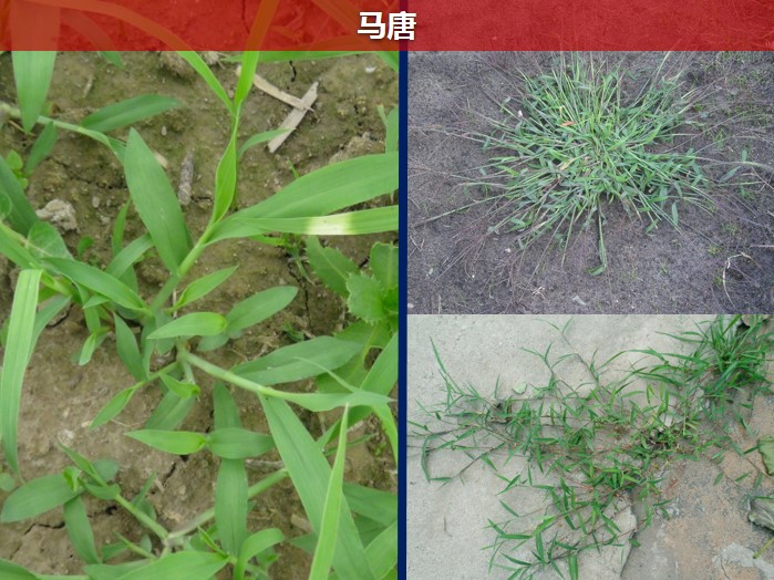 教你简单地分辨几种稻田杂草!