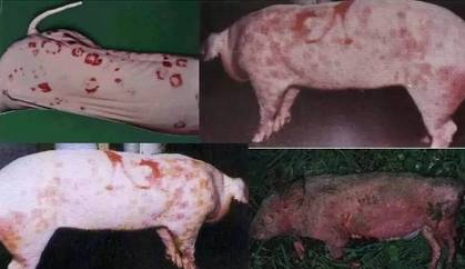 最全猪病图谱,124张图片,32种猪病
