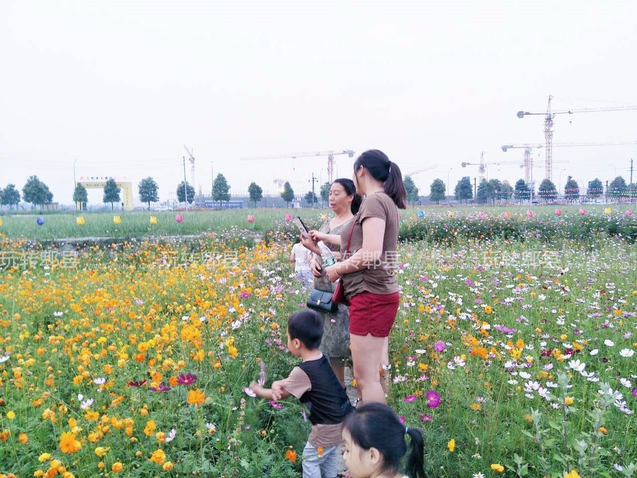 郫都又来千亩花海花多人少还