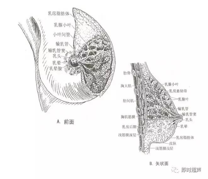 乳腺疾病的超声诊断