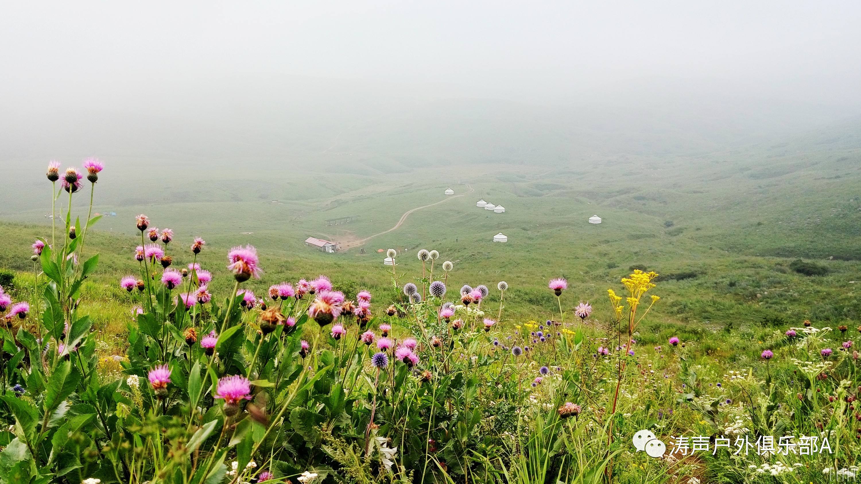 61718日小苹果相约山西圣王坪高山草甸与狼毒花约会漫山野花任你采