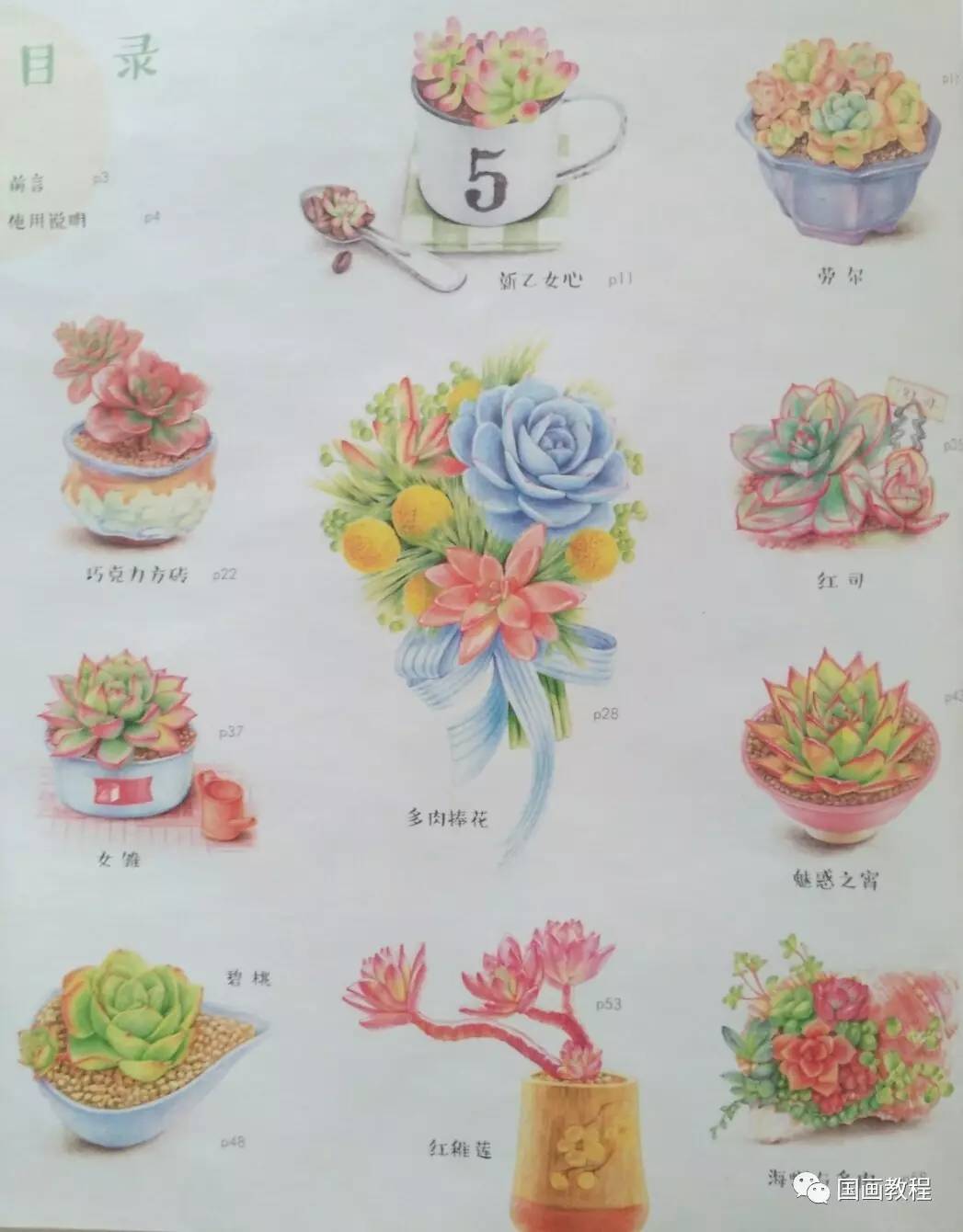 多肉植物的步骤画法,美美哒(1)