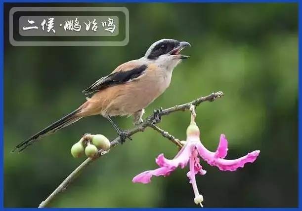 三候反舌无声:与此相反,能够学习其它鸟叫的反舌鸟,却因感应到了阴气