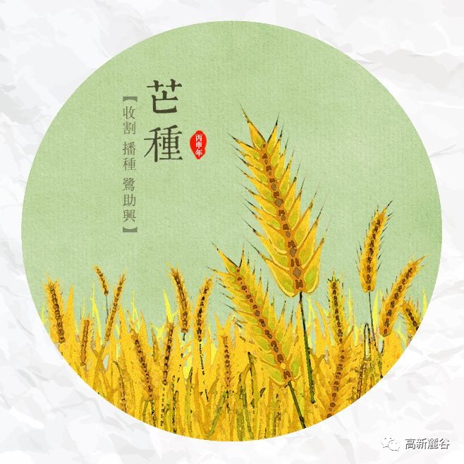 芒种时节忙些啥?1分钟动画告诉你.