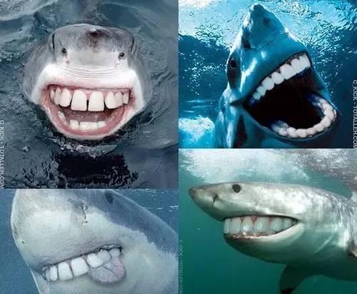 鲨鱼的牙齿为什么必须是尖的?