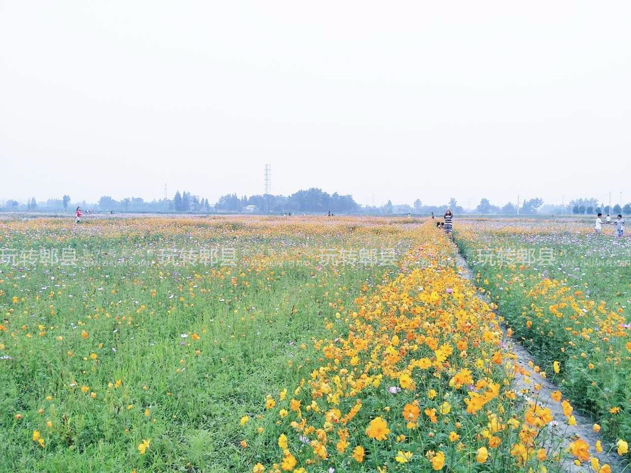 郫都又来千亩花海花多人少还