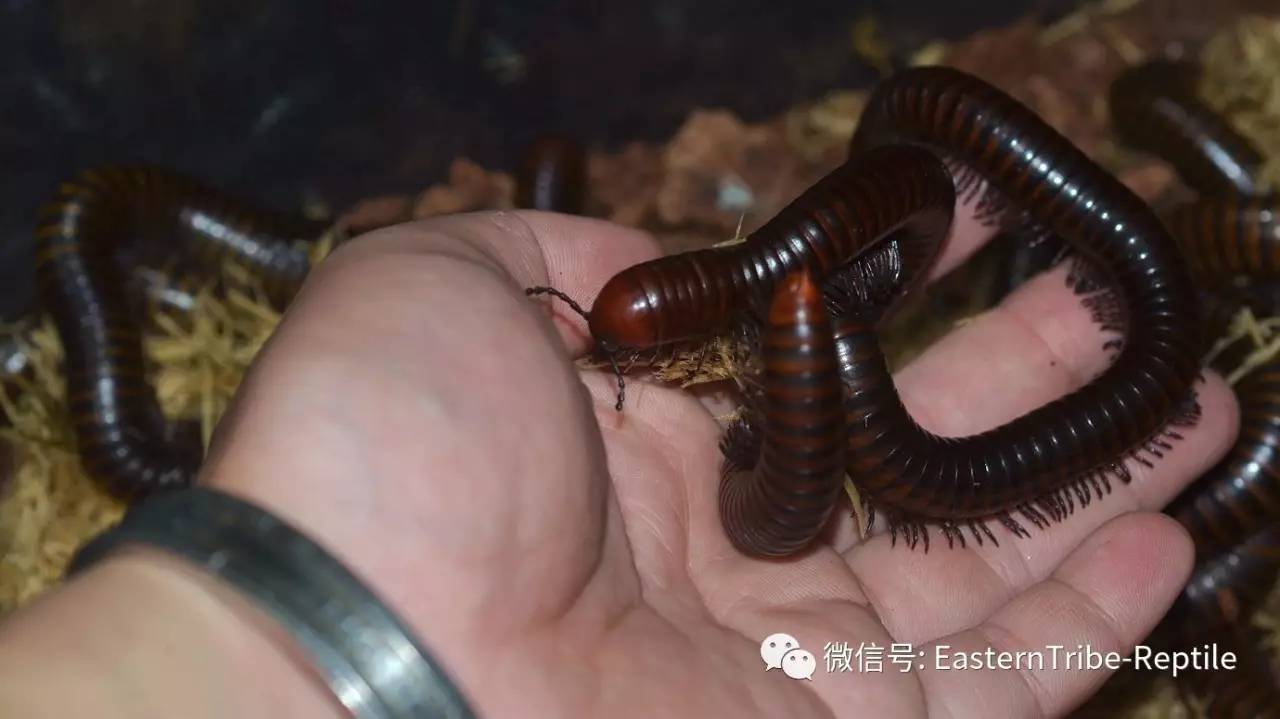 【东邪图鉴】"移动的珠宝" ··· 常见千足虫/马陆(millipede)完全