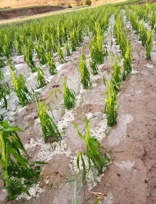 甘肃定西,陇南多个乡镇遭遇暴雨冰雹袭击,农作物受损