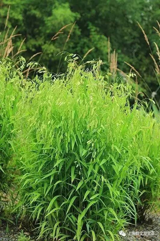 芒颖大麦草羊胡子草香 蒲关注返回搜狐,查看更多