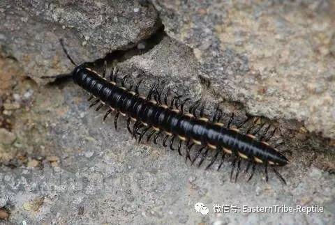 【东邪图鉴】"移动的珠宝" ··· 常见千足虫/马陆(millipede)完全