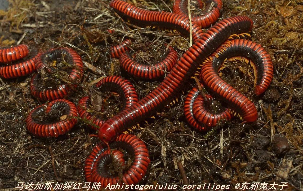 【东邪图鉴】"移动的珠宝" ··· 常见千足虫/马陆(millipede)完全