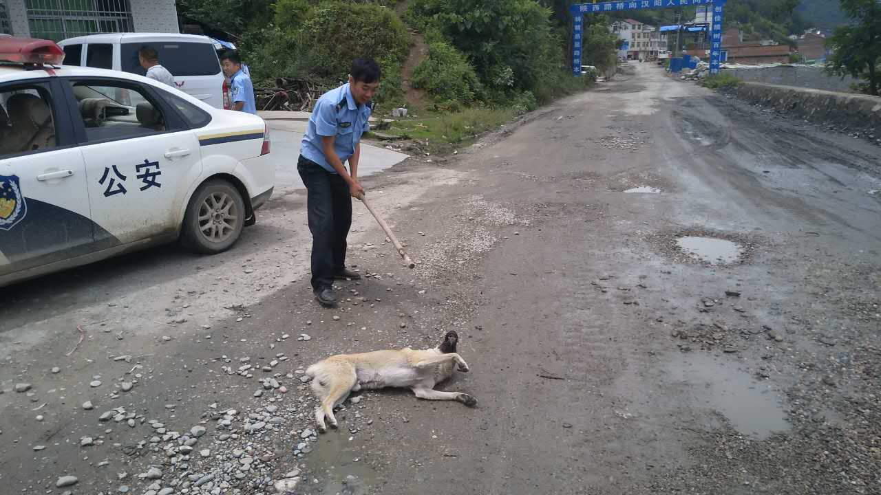 恶犬伤人事件频发,民警积极展开捕杀