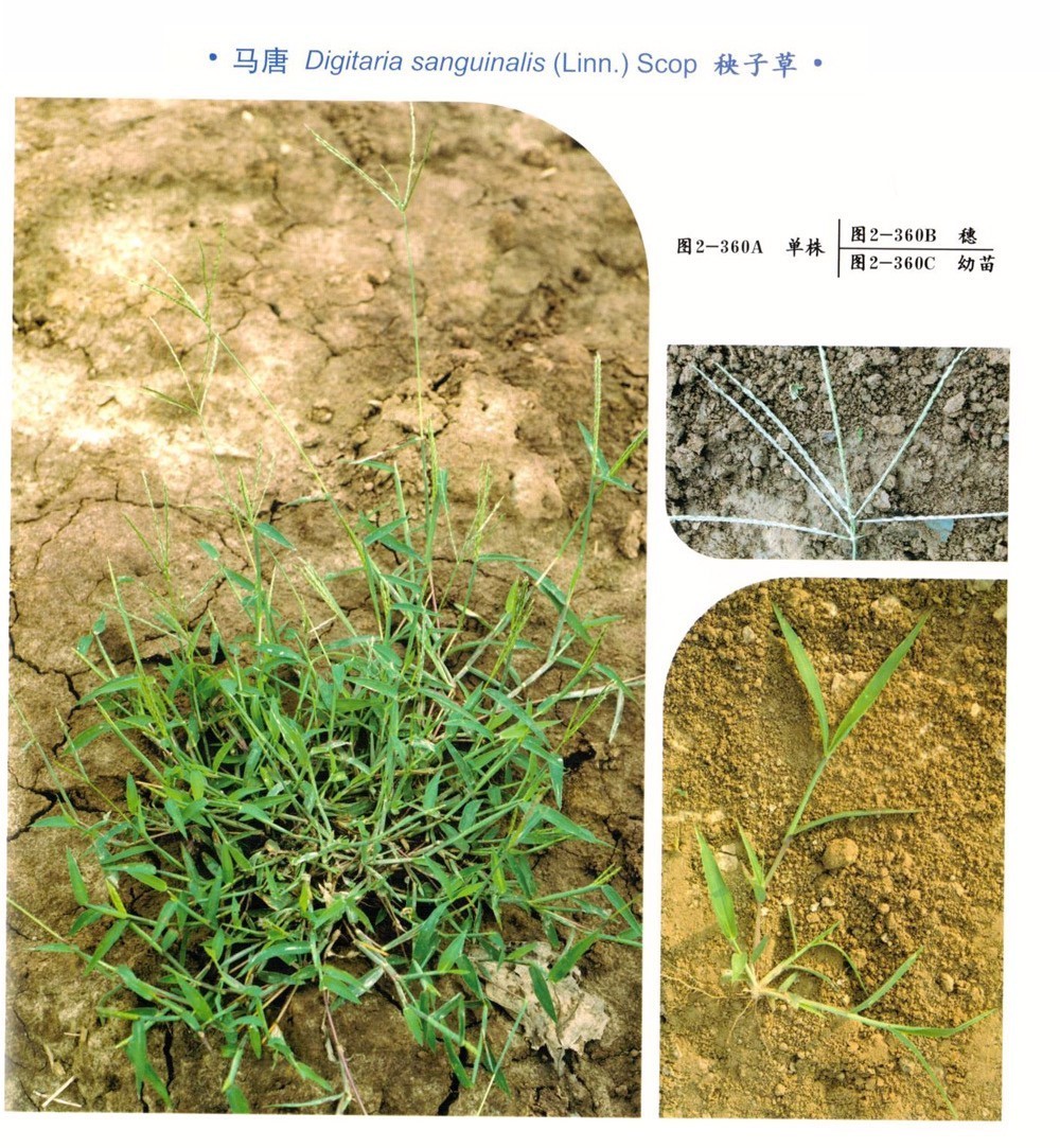 水田除草剂是什么原理_玉米打什么除草剂最好(3)