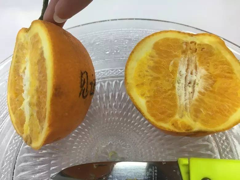 小编用水果刀切开,明显感觉水分不足,一刀很难直接把橙子切成两半