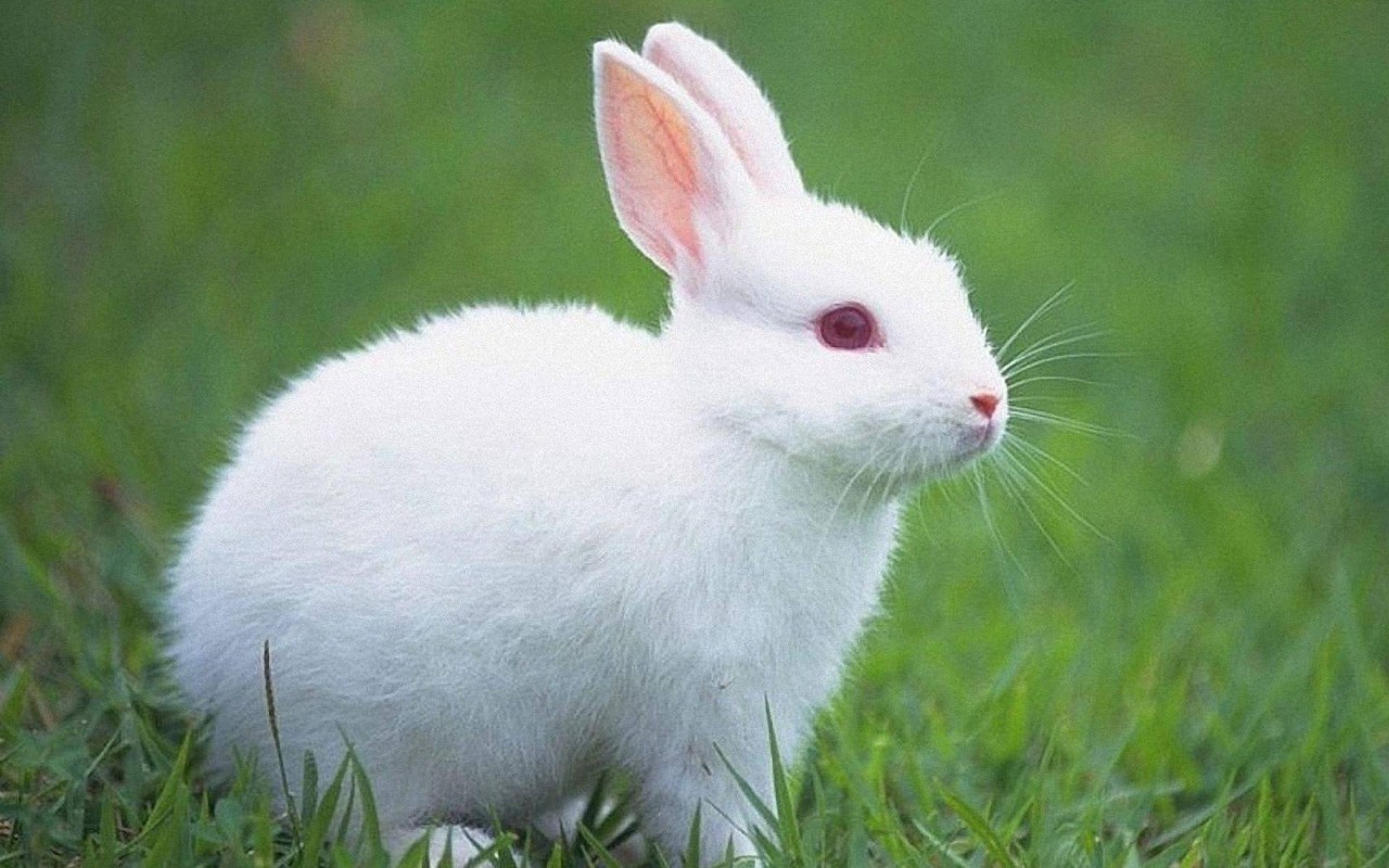 兔子网高清