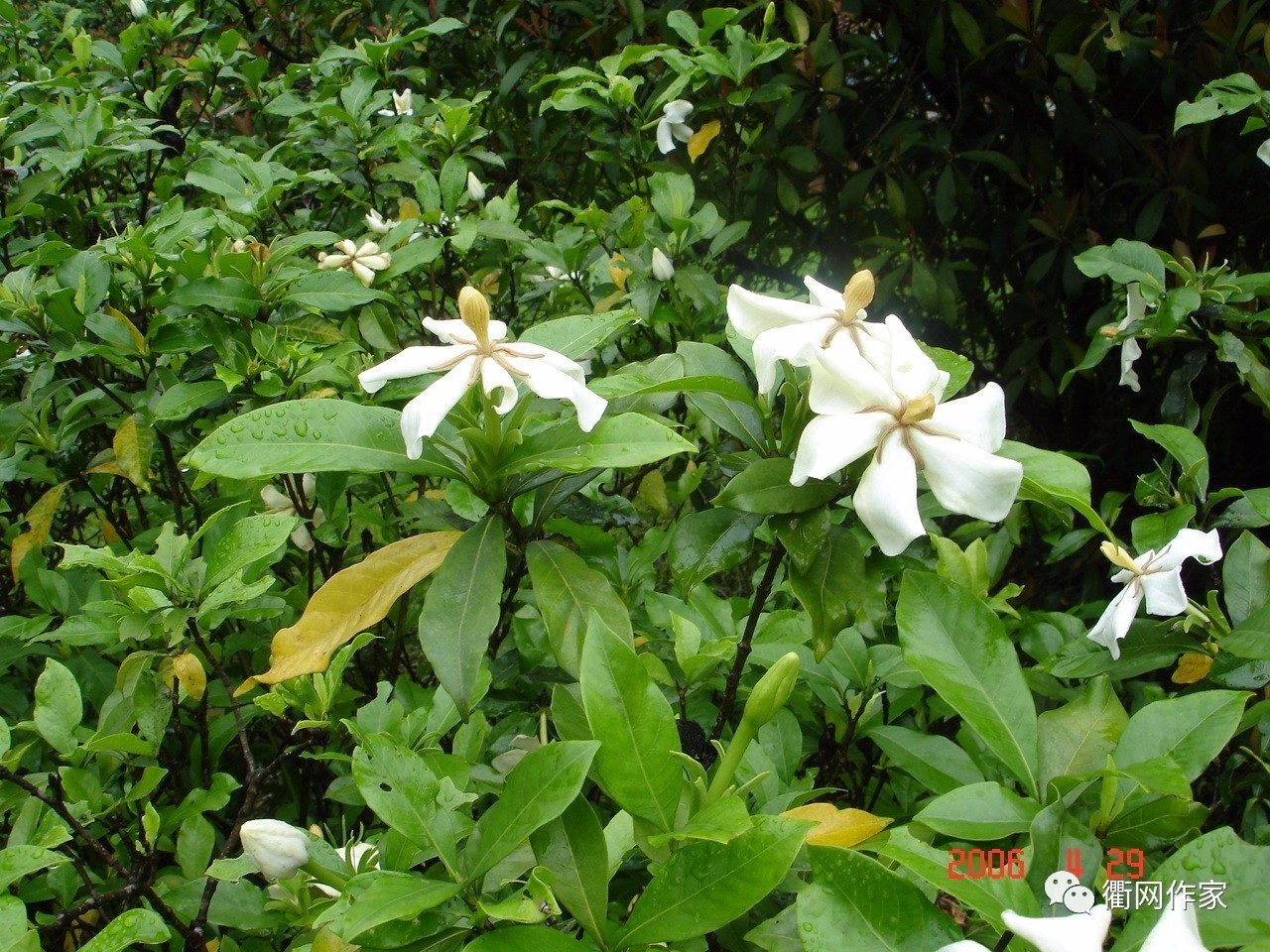 那一坡山栀花