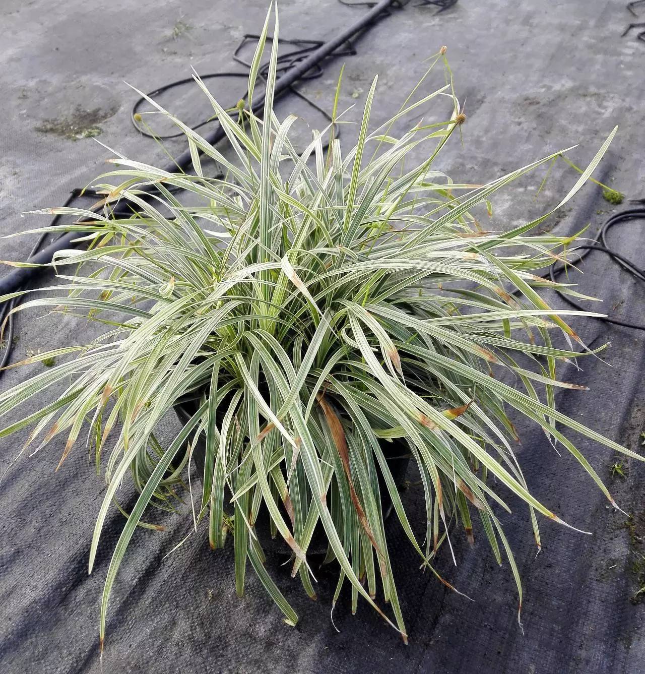 银丝草植株成型图紫穗狼尾草花叶蒲苇醉鱼草紫叶千鸟花蓍草坡地毛冠草