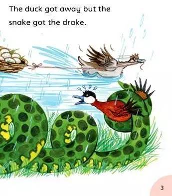 thesnakeandthedrake丨蛇和鸭爸爸