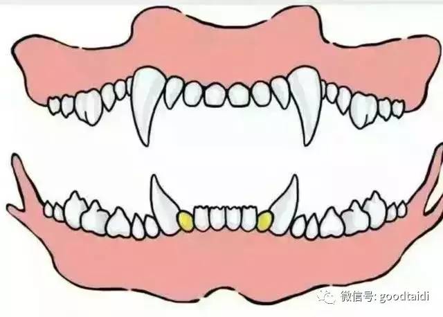 萌知识:通过牙齿判断泰迪的年龄