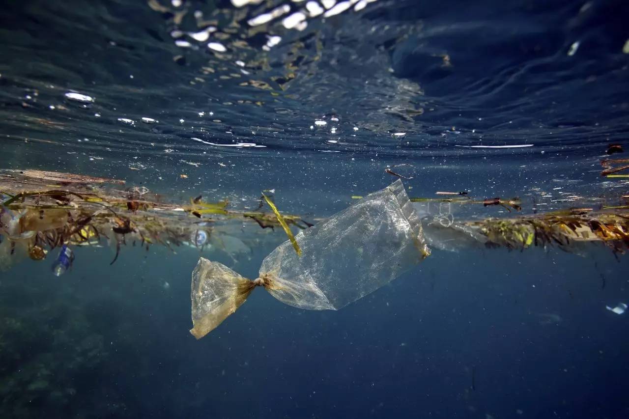 世界海洋日:拒绝海洋中的"垃圾补丁"