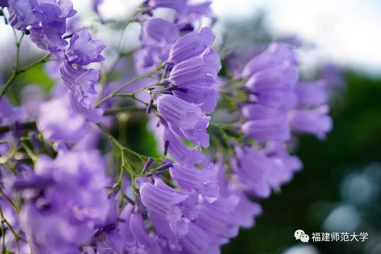 蓝花楹开,留一场不散的青春