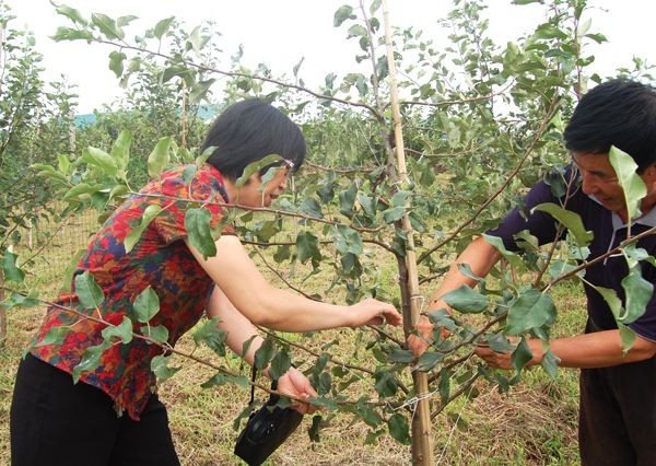 果技| 果树夏季修剪六注意!修剪方法从六方面入手