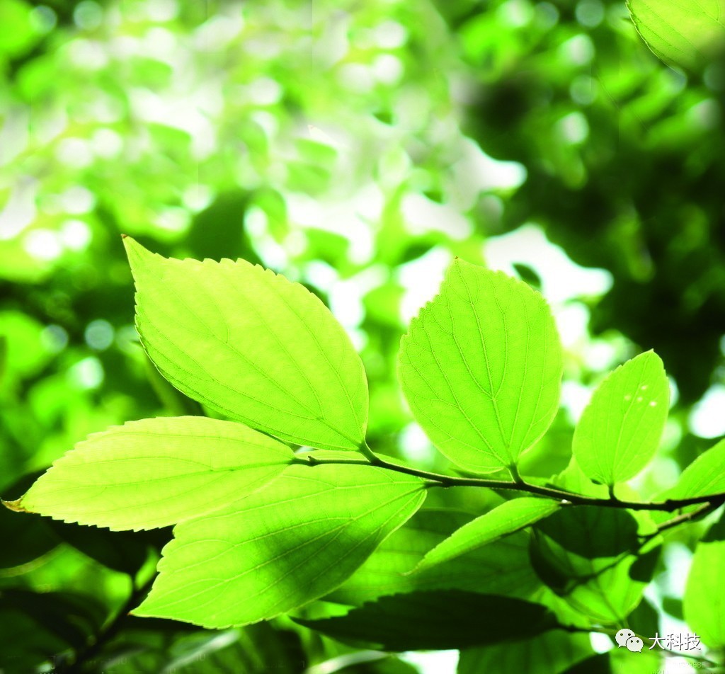 科学网—植物叶子的着生方式(叶序) - 王从彦的博文