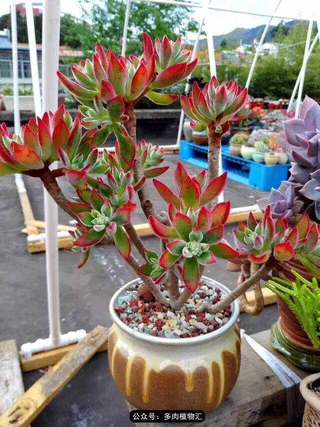 编辑:多肉植物汇 坐标:昆明市                   红缘莲花