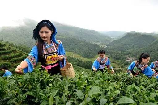 贵州五大茶山品出都匀毛尖味道