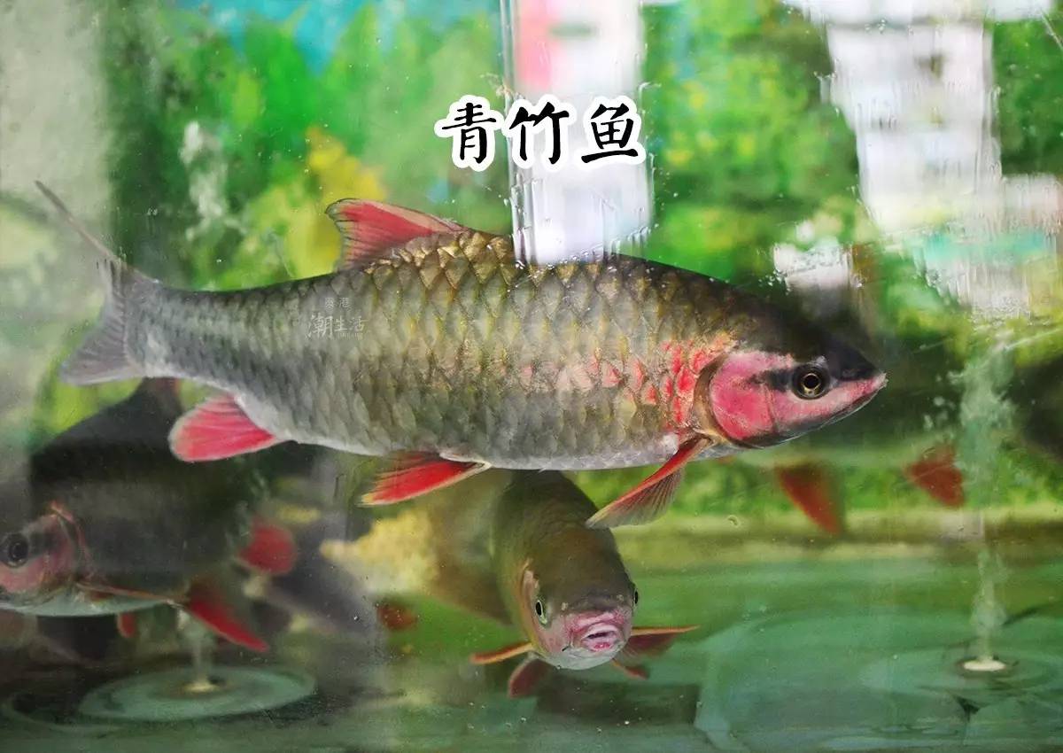 中国的三文鱼在哪里饲养的? - 知乎