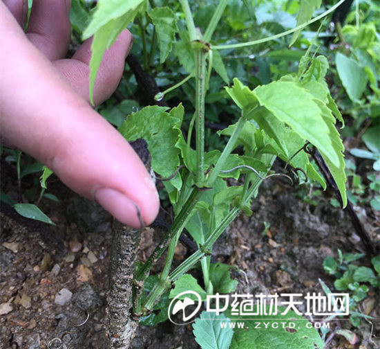 贵州遵义市正安县三叶青种植基地答:贵州当地野生资源丰富,近几年引种