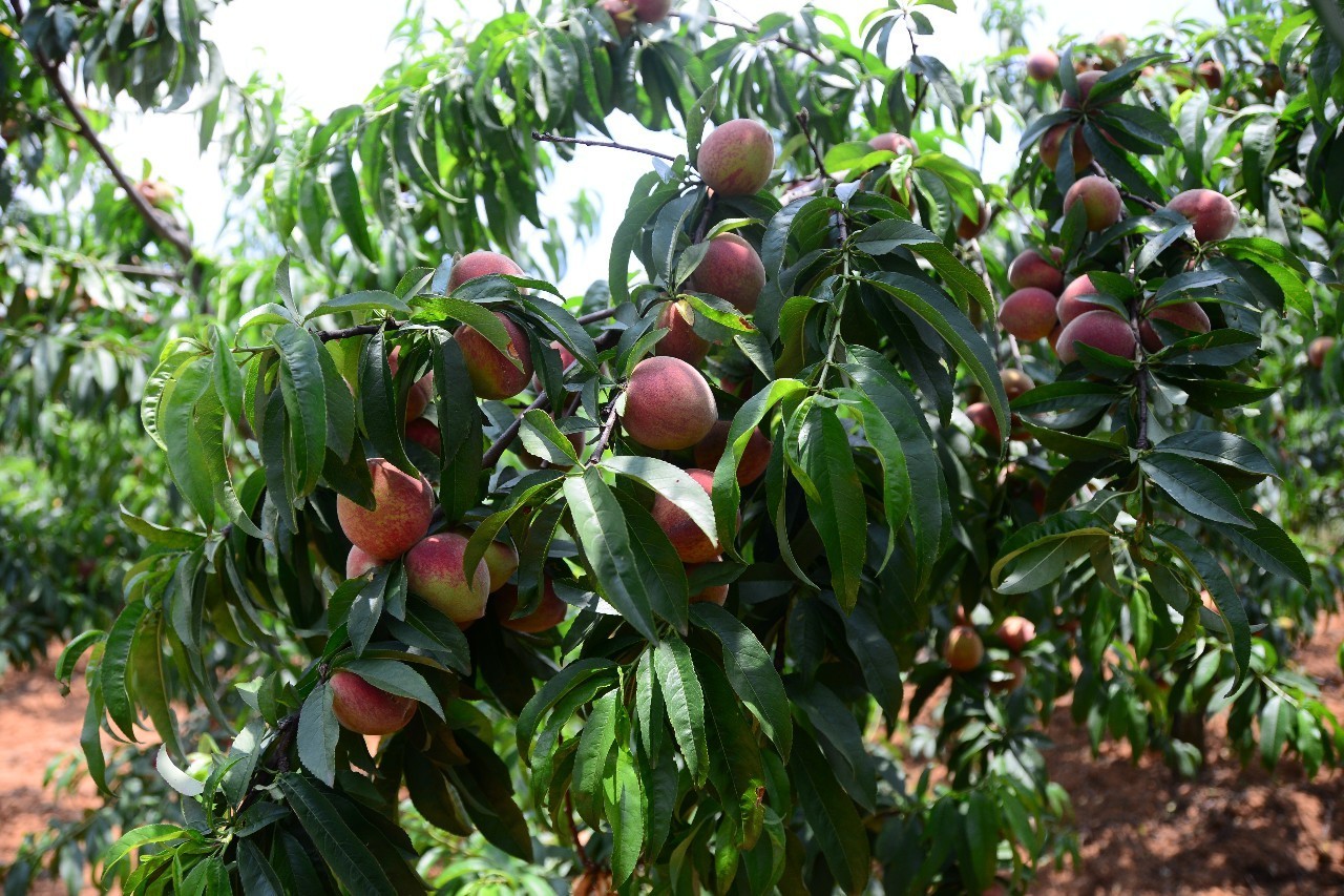 石林叠水村不用农药化肥的血桃熟了,1300亩桃子等您来摘