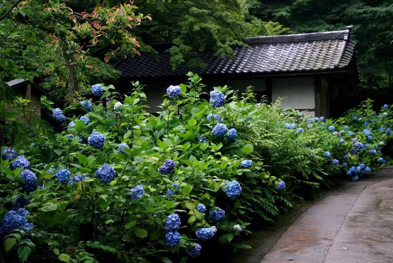 6月日本古寺,一片绣球花的海洋!(附养护