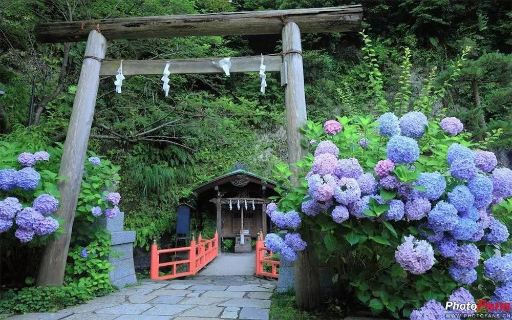 6月日本古寺,一片绣球花的海洋!(附养护