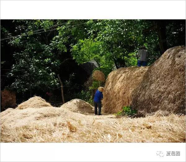 小时候农村收麦子的场景都是儿时的回忆看了别哭