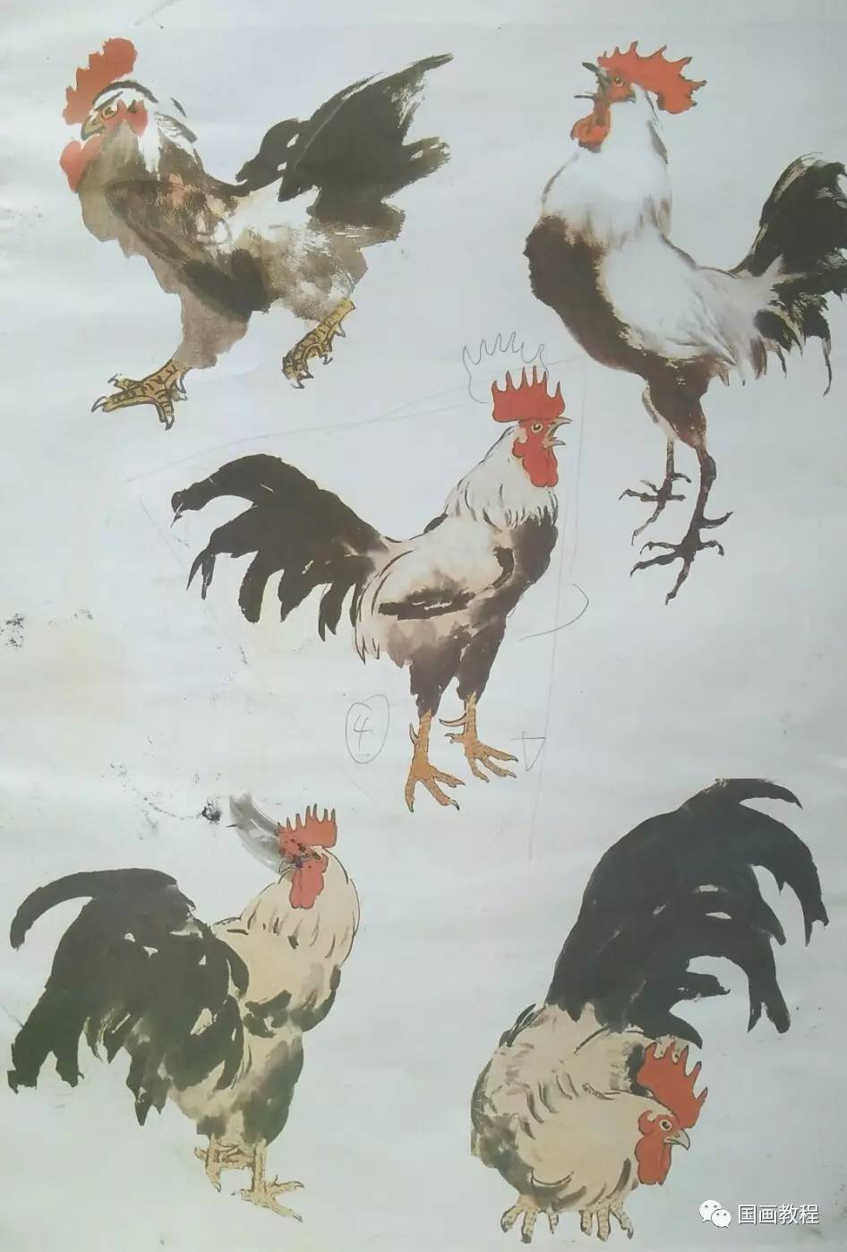 【国画教程】12集,公鸡的步骤画法(5)