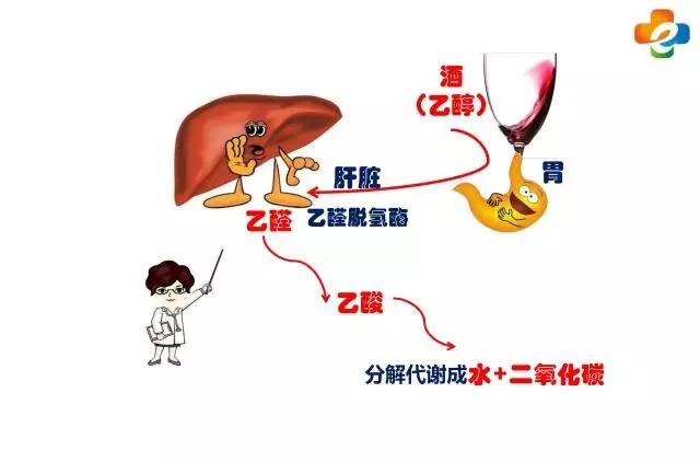 人体内乙醇(酒精) 正常分解代谢示意图