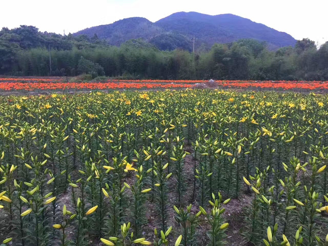 惊艳了,象山这成片的"香水百合!花开正当时,约喽!