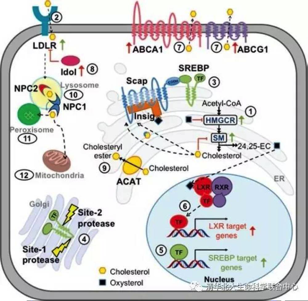颜宁研究组一直以来都在针对胆固醇代谢调控通路进行系统的结构生物