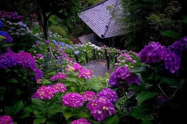 6月日本古寺,一片绣球花的海洋!(附养护