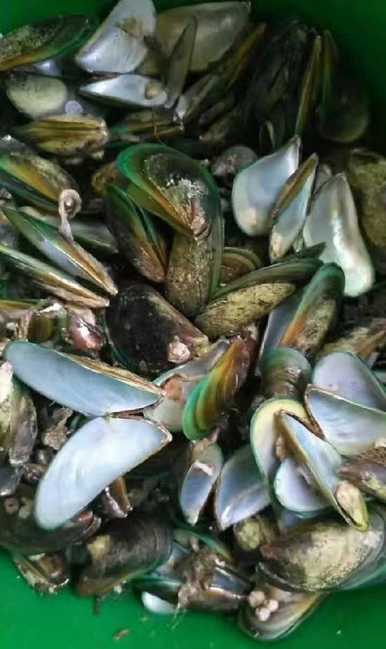【权威】云霄县市场监督管理局关于加强疑似受赤潮 污染的贝类水产品