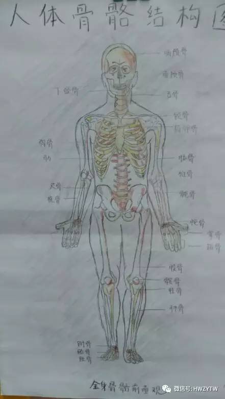 我院成功举办绘出生命色彩首届人体解剖学绘画作品展